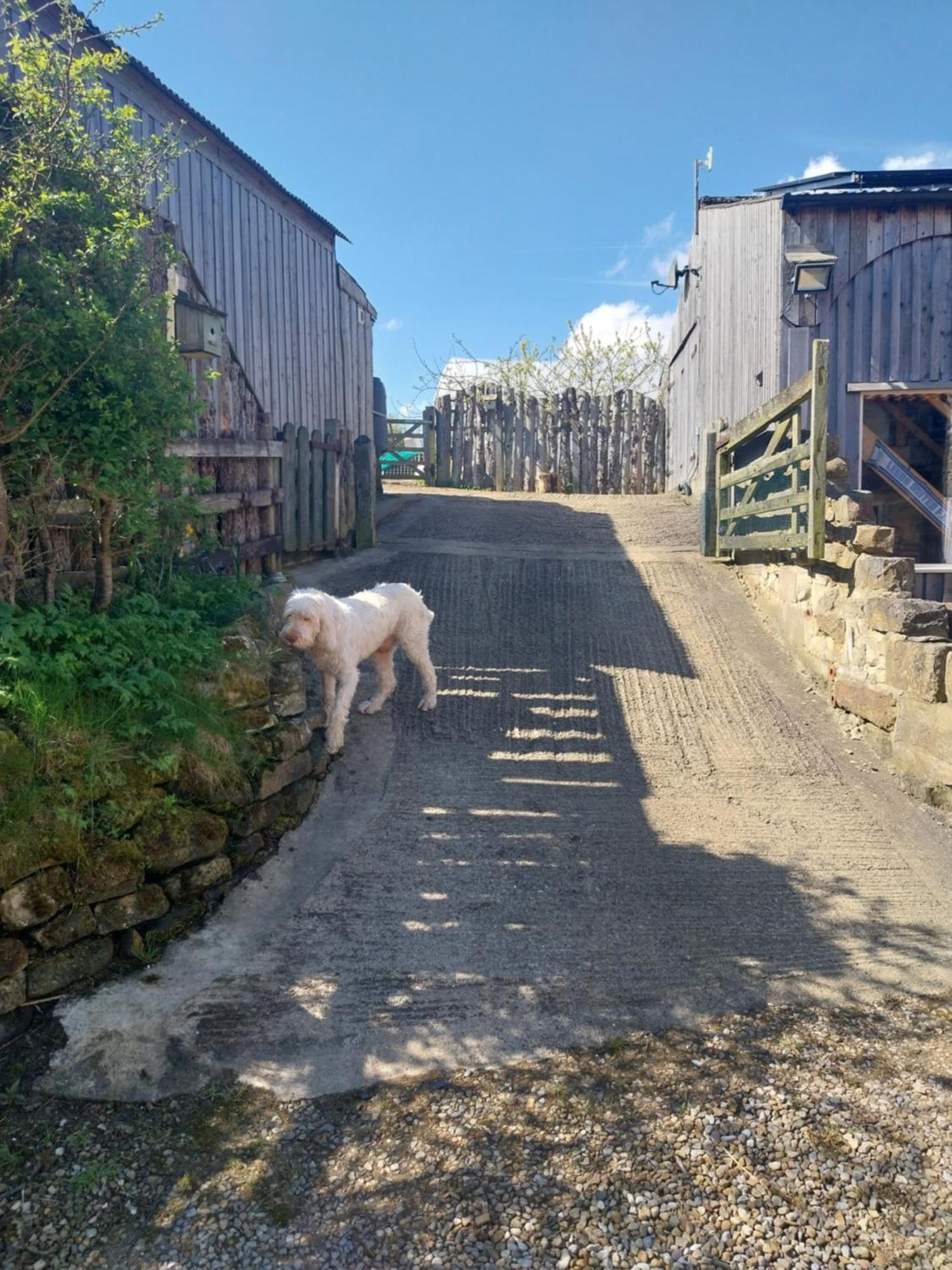 Meadowbeck - Shepherd Huts Fylingdales Luaran gambar
